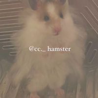 cc._hamster