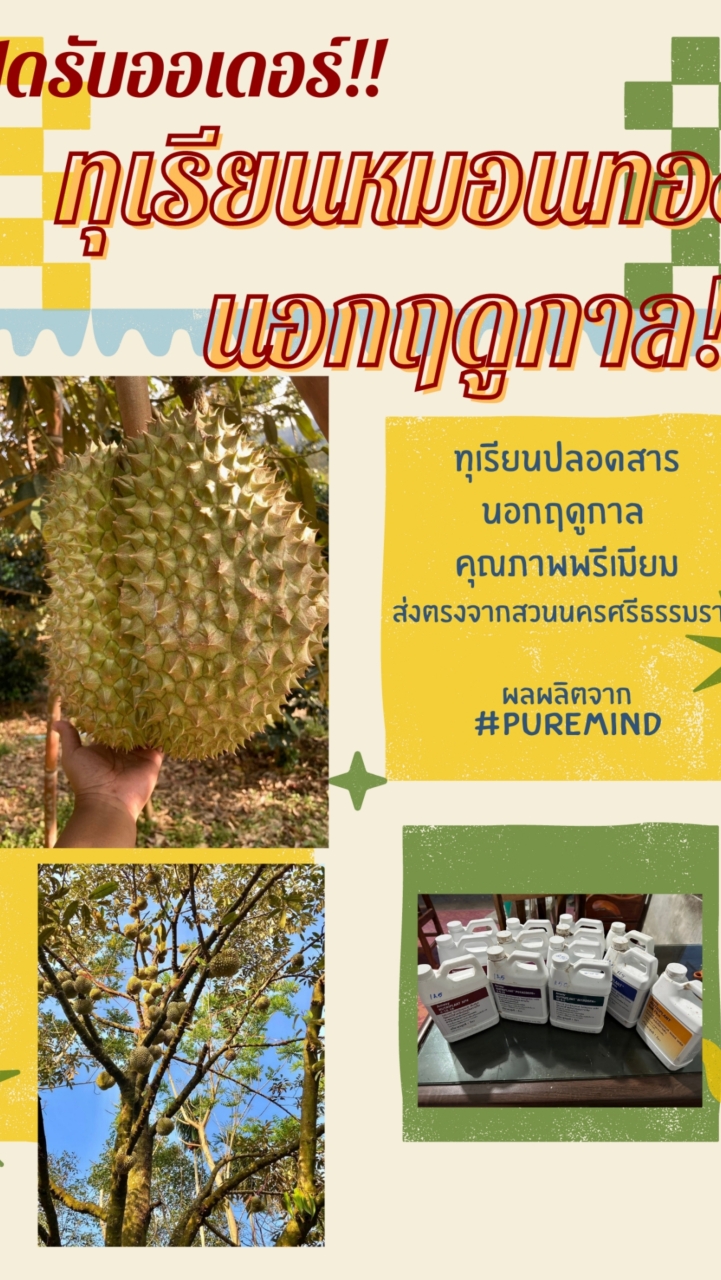 หมอนทอง Puremind