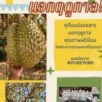 หมอนทอง Puremind