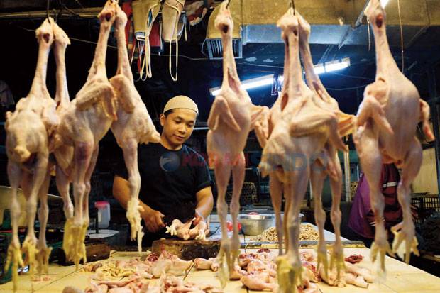 Peternak Ayam Potong Di Magetan Terancam Gulung Tikar