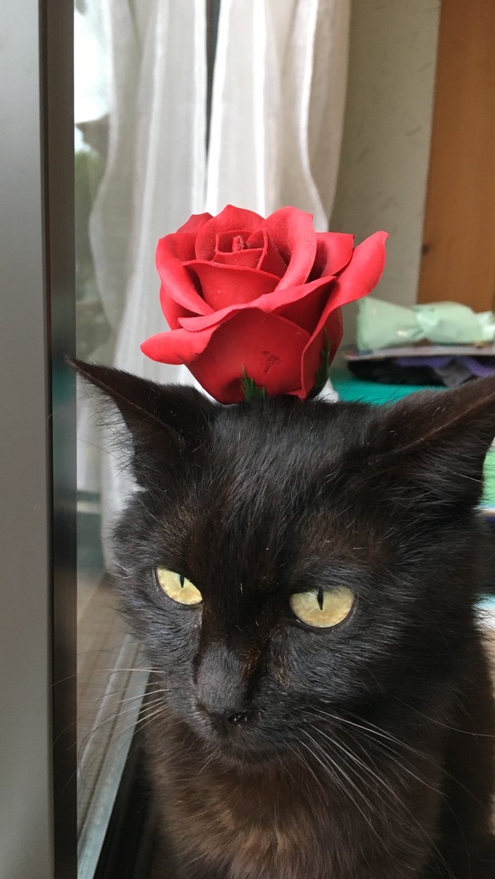 猫好きの集まりにゃ！