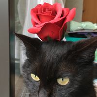 猫好きの集まりにゃ！