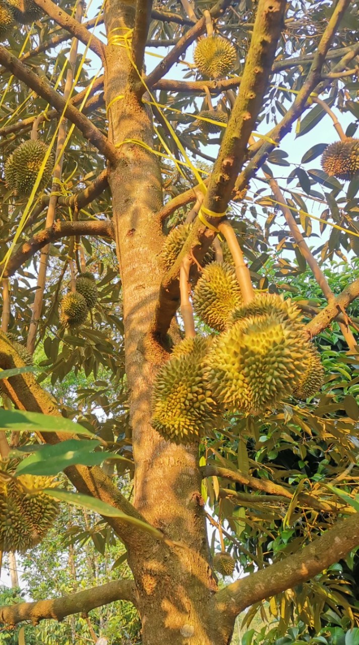 ทุเรียนสวนตาควร(อ่าวอุดม)