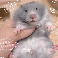 鼠鼠集中營～波利鼠/熊鼠/坎貝爾鼠