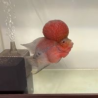 大台北地區寵物健康食材/進出口水果/水族/陸龜/鸚鵡/武陵農場福壽山茶/武陵農場蜂蜜蜂王乳花粉