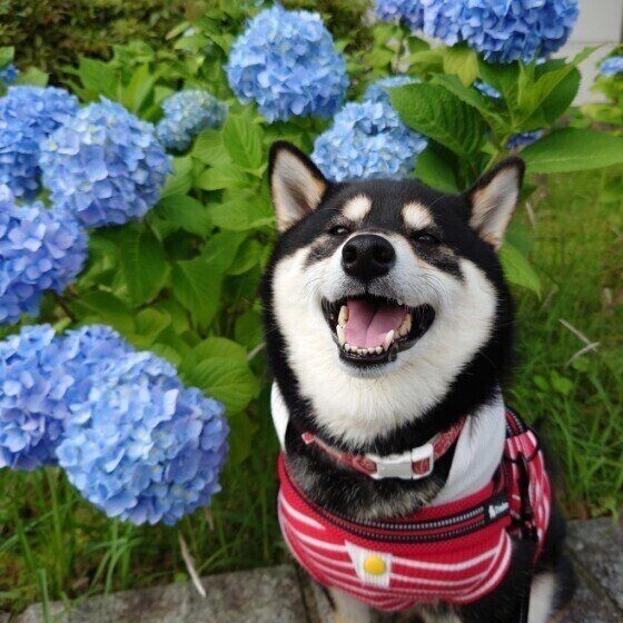 黒い毛色の柴 黒柴 の魅力を大解剖 マロ眉のヒミツも いぬのきもちnews