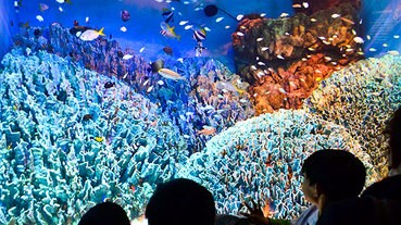 水族館如何清洗水缸