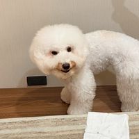 PTCG 5/30 卡展代購