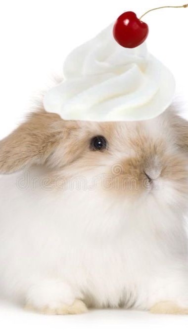 🍰ॱ 𓂂݀𝚙𝚛𝚎 𝚊𝚌𝚌 𝙼𝚎𝚠 𝙺𝚒𝚗 🥣