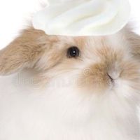 🍰ॱ 𓂂݀𝚙𝚛𝚎 𝚊𝚌𝚌 𝙼𝚎𝚠 𝙺𝚒𝚗 🥣