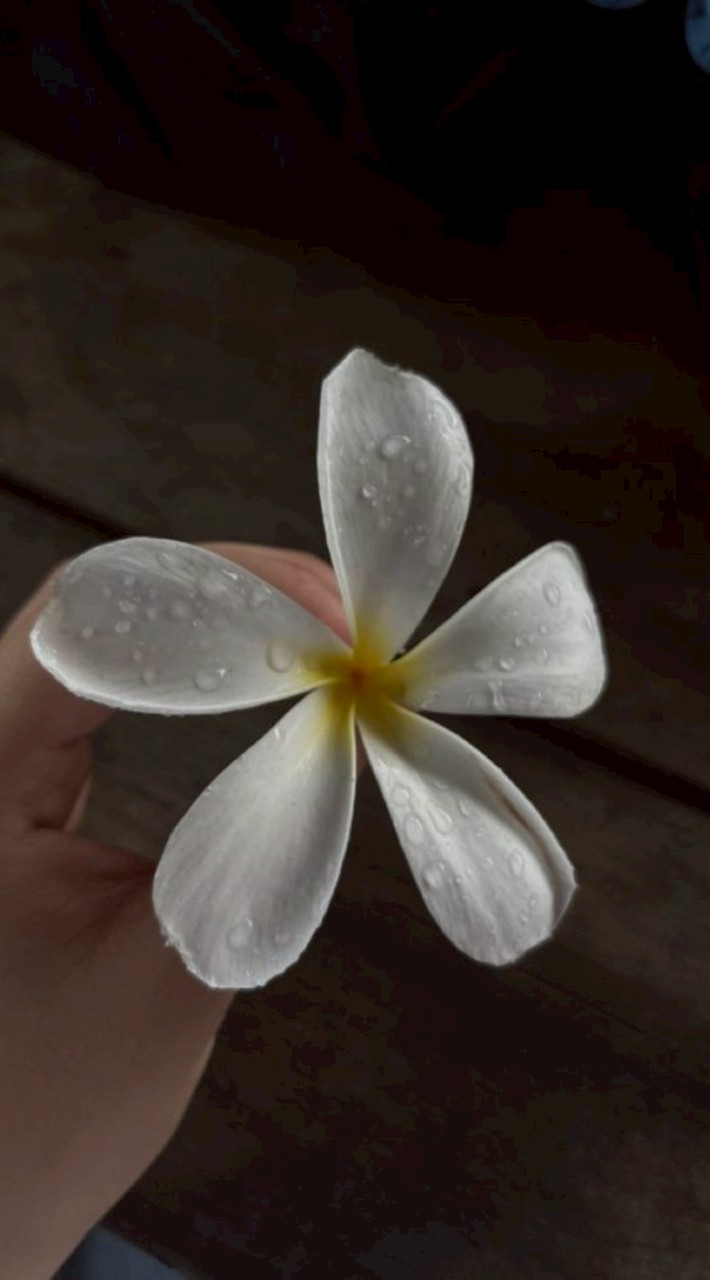 ตัวแทนส่งแอพพรี