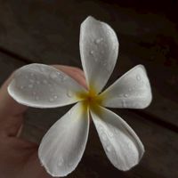 ตัวแทนส่งแอพพรี