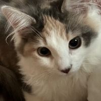 うじむし