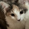うじむし