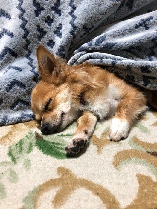 長すぎも短すぎもダメ 犬の適切な睡眠時間の目安は