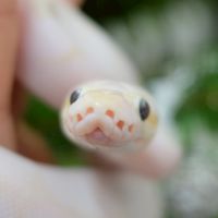 KORAT EXOTIC PETS