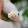 KORAT EXOTIC PETS