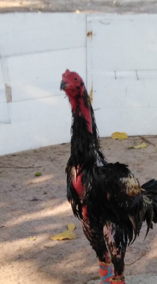 ไก่ชนไทยผสมพม่า