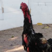 ไก่ชนไทยผสมพม่า