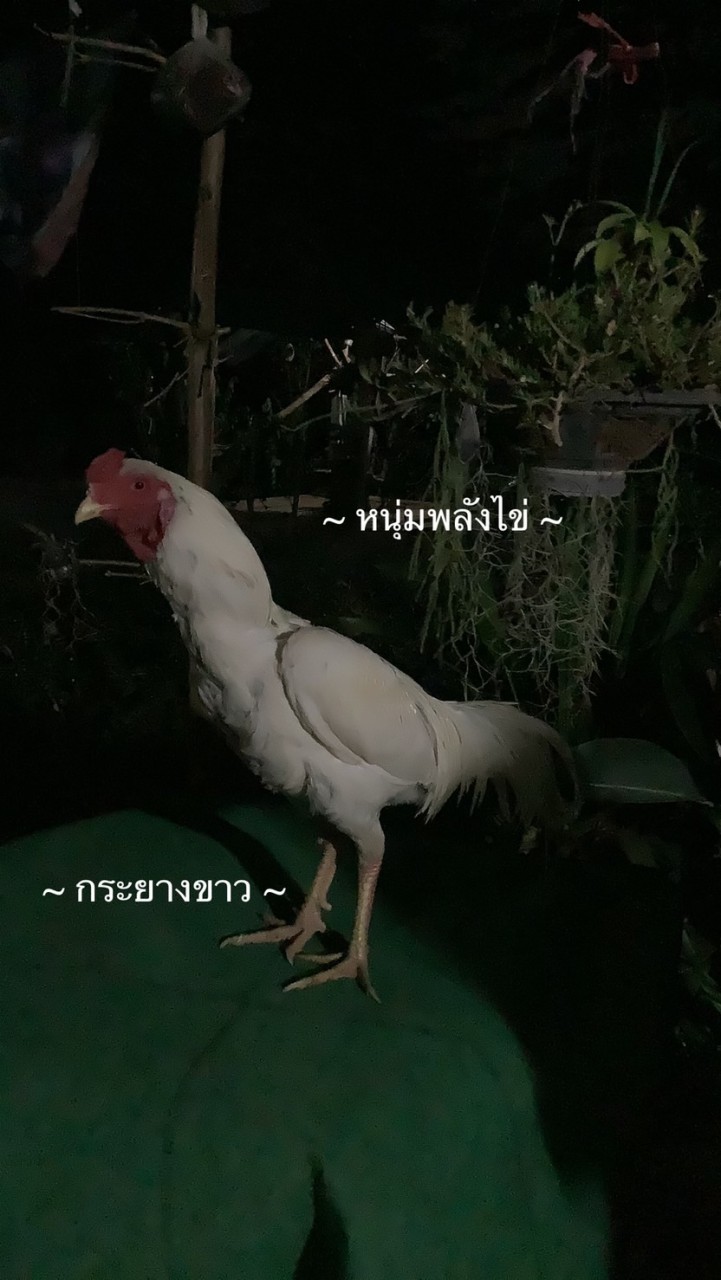 ***หนุ่มพลังไข่***