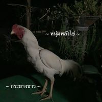 ***หนุ่มพลังไข่***