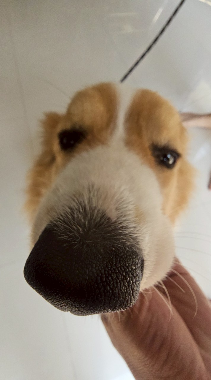 The GOOD DOG project​