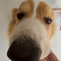 The GOOD DOG project​