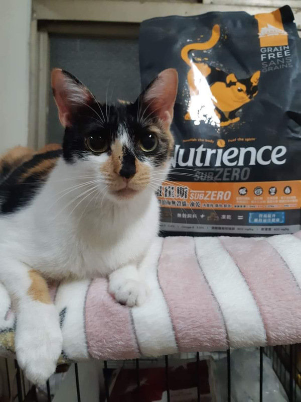 貓飼料推薦-貓奴必備紐崔斯Nutrience 頂級無穀飼料 凍乾系列 成貓無穀 火雞肉+雞肉+鮭魚 2.27kg 開箱分享