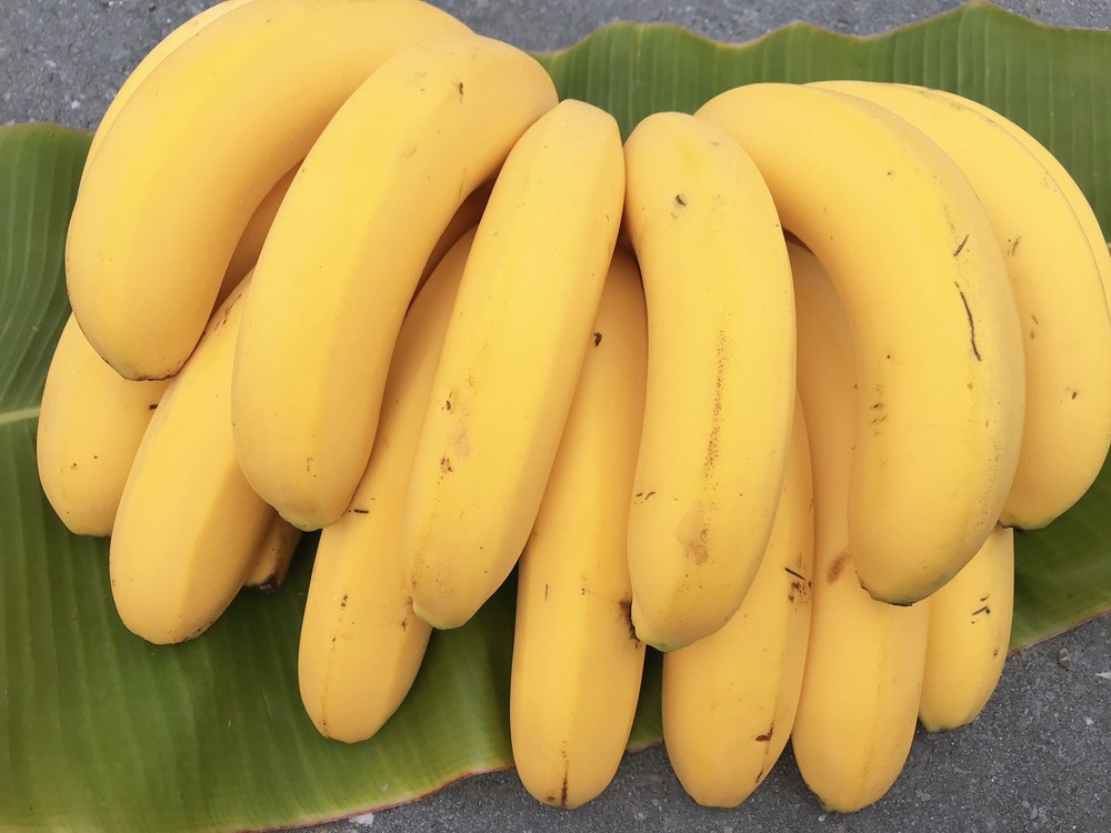 水果達人 旗山頂級香蕉禮盒1箱(5斤±10%)