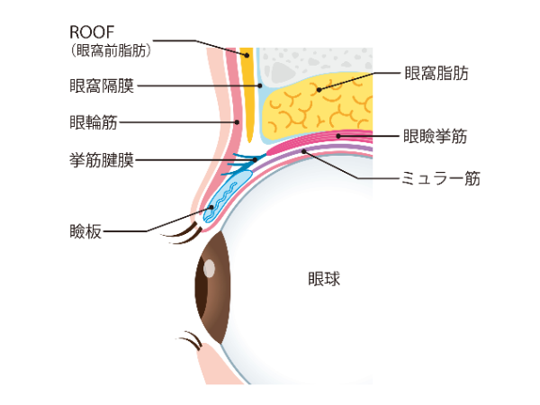 黒目はみんな同じ大きさって本当