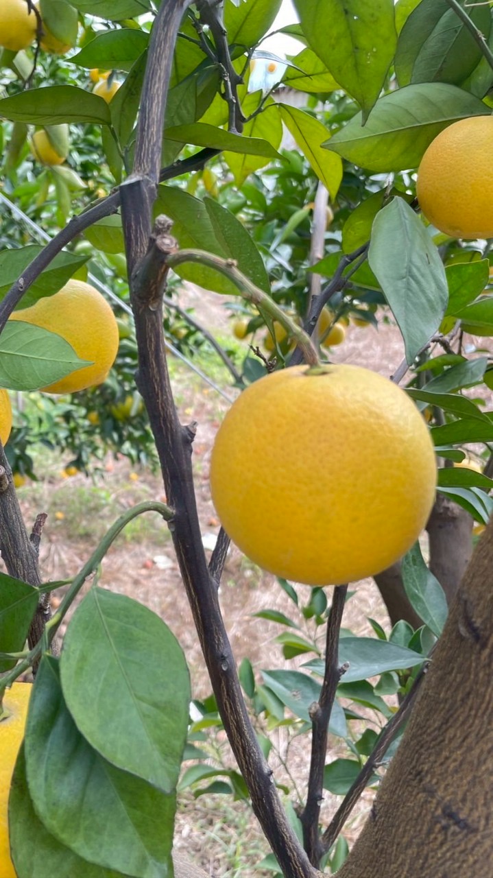 Ching’s的柑橘🍊