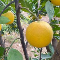 Ching’s的柑橘🍊