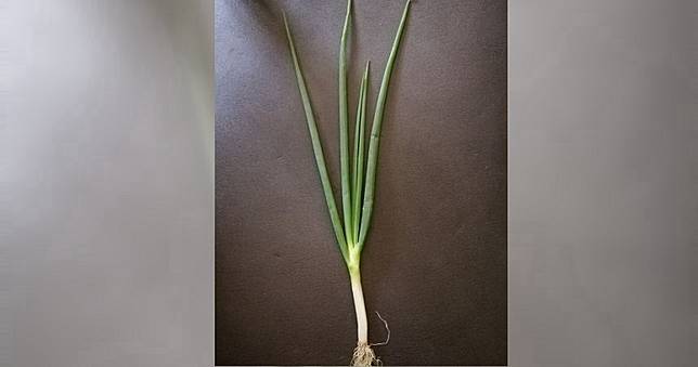 人妻要老公幫買四支蔥　結果差點暈了