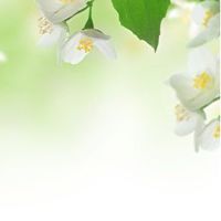 現代精油空中學院社群