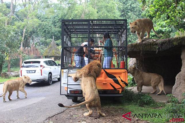 Taman Safari Tawarkan Sensasi Memberi Makan Kucing Besar