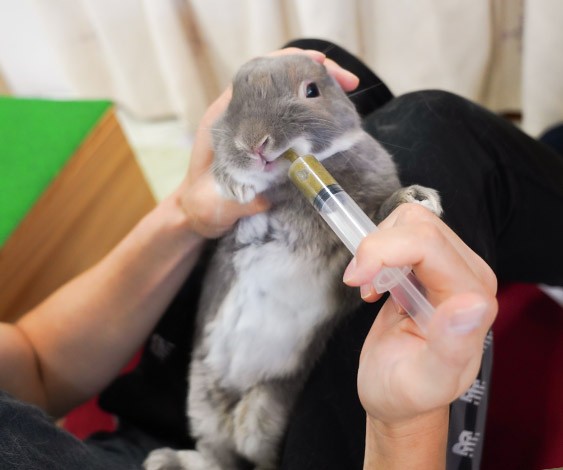 病院イヤだよね 梅雨から夏にかけて注意したい うさぎの病気 自宅ケア方法って ふうたの飼い主