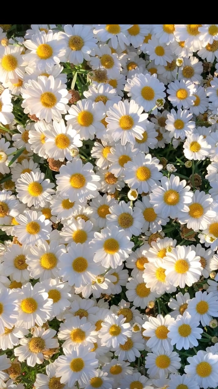 🌟 fashion🌟21869