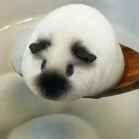 吖雀大冒險