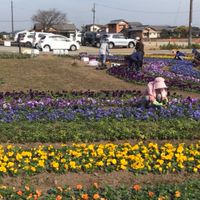斎王の庭　お花守（はなもり〕の会（国指定史跡斎宮跡の公有地に作庭されるお花畑に関する情報共有）