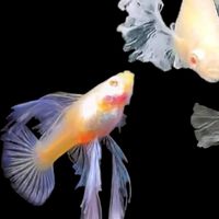 改潮換代 蝦皮二館 直購群