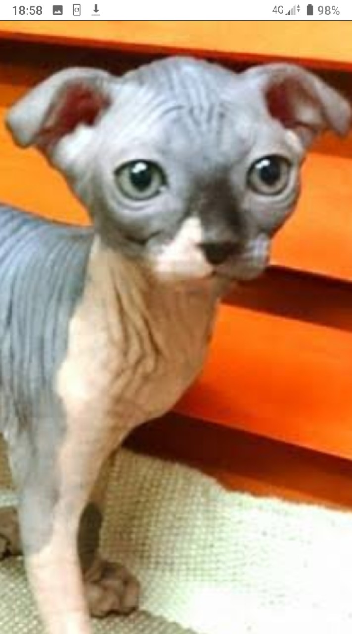 無毛猫飼ってる人∨欲しい人おいで！
