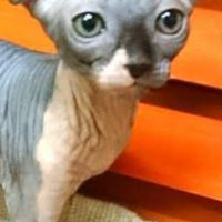 無毛猫飼ってる人∨欲しい人おいで！