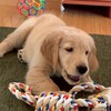ゴールデンレトリバーが好きな人〜