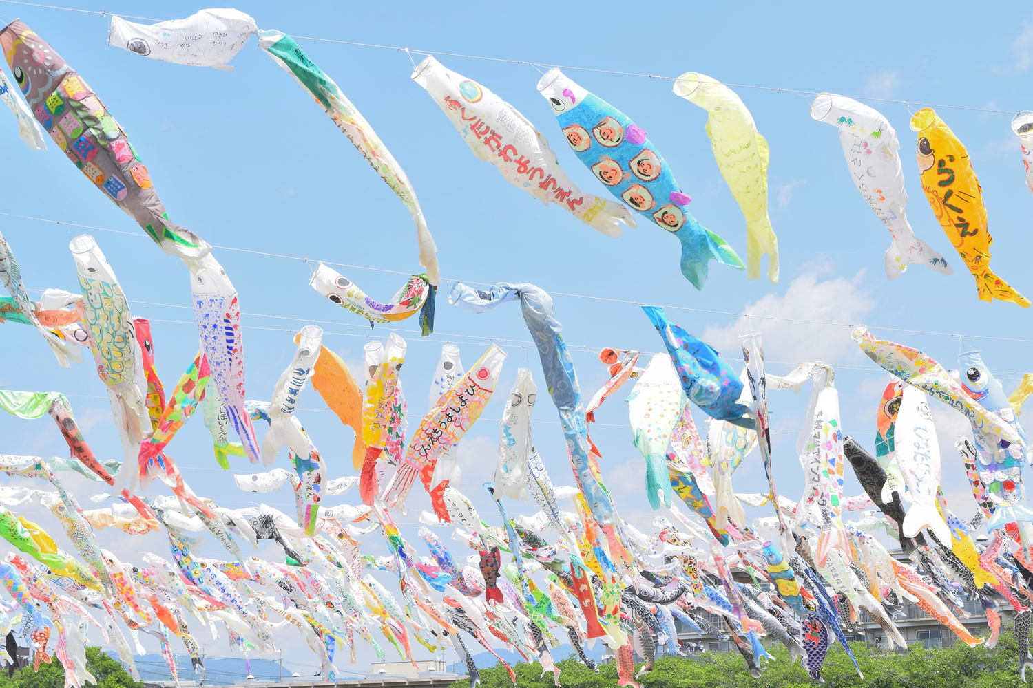 大阪高槻市芥川櫻堤公園＿鯉魚旗祭