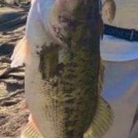 淀川ブラックバス釣り