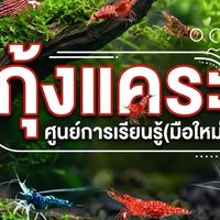 ค.คนรักกุ้งแคระ...(มือใหม่)