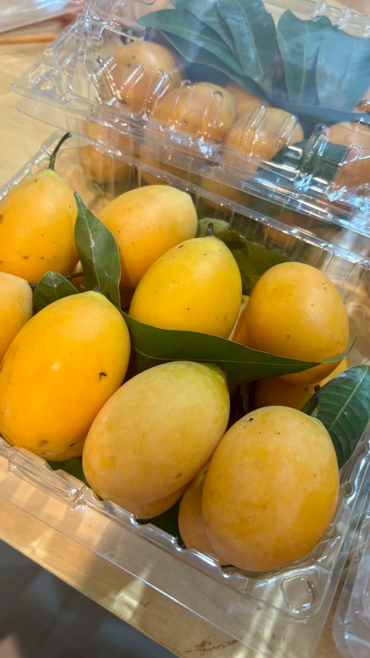 มะยิงช๊ด