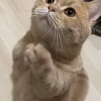 鋭勤政戰