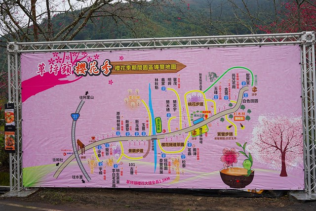 2022草坪頭櫻花季