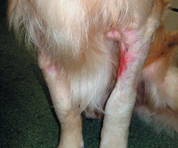 ストレスが犬の皮膚トラブルに 心因性皮膚炎